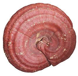 Fami通电击游戏大奖2024投票开启 明年3月公布获胜者